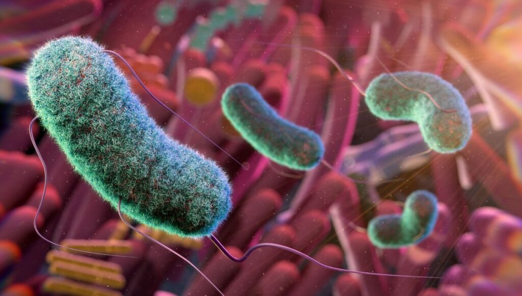 [EN] Gut Microbiota: How It Influences Energy, Immunity and Body Weight.