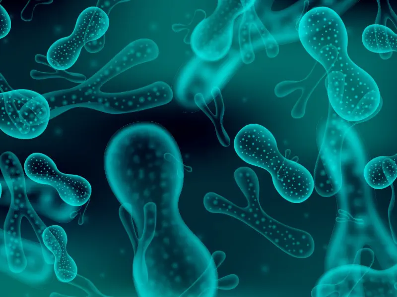 [EN] Gut Microbiota and Ageing — When the Intestinal Ecosystem Becomes a Driver of Biological Age.