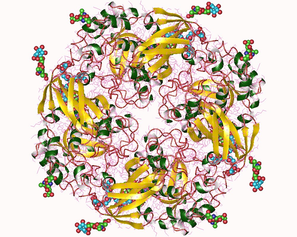 Alpha-galactosidase: the enzyme that makes certain “healthy” foods easier to digest