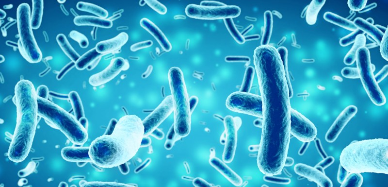 Best Gut Health Supplements in 2026