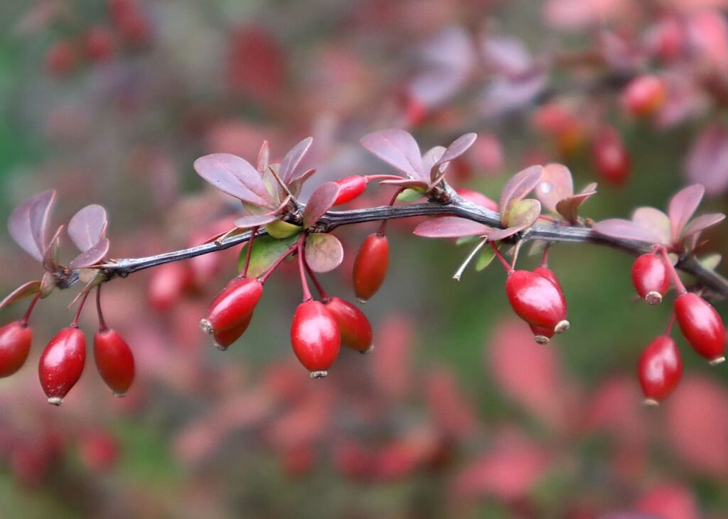 Berberine for Weight Loss — The Closest Thing to a Natural Metabolic Regulator? (2026 Science Review)