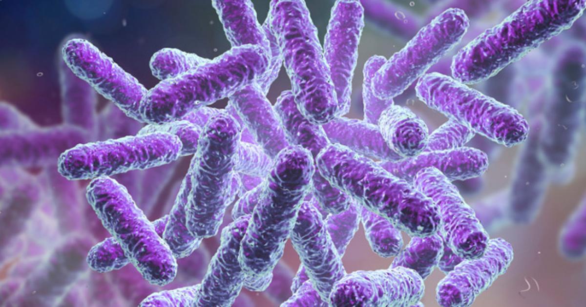 Best Probiotics for Belly Fat (2026)