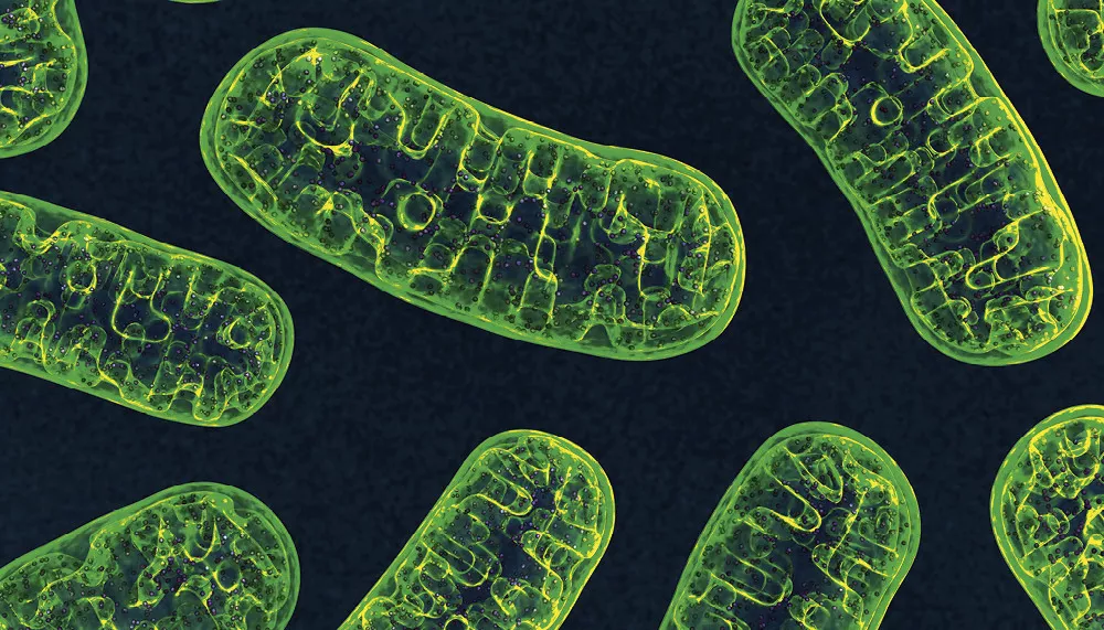 Mitochondries : le secret de votre énergie et de votre longévité cellulaire (2026)