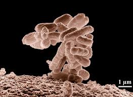 Microbiote intestinal : comment il contrôle votre santé, votre énergie et votre longévité (2026)